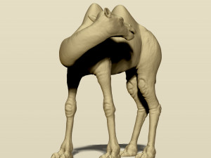 camel bactrian Modello di stampa 3D