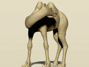 camel bactrian 3D Print Model