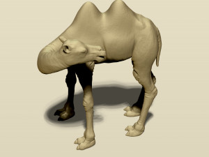 camel bactrian Modello di stampa 3D