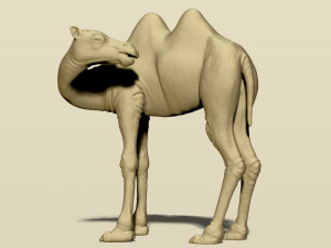 camel bactrian Modello di stampa 3D
