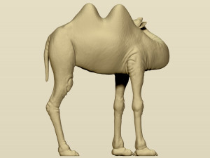 camel bactrian Modello di stampa 3D