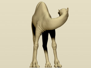 camel bactrian Modello di stampa 3D