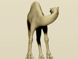 camel bactrian 3D Print Model