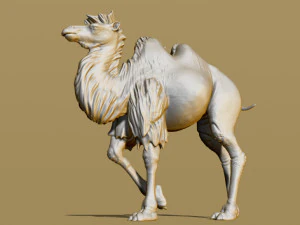 shaggy camel 3D Print Model