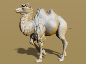 shaggy camel 3D Print Model
