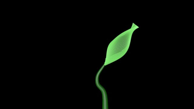 quickly grows the flower 3D Model .c4d .max .obj .3ds .fbx .stl .blend 