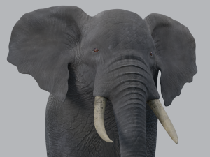 african elephant - loxodonta africana 3D मॉडल