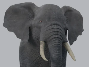 african elephant - loxodonta africana 3D Model
