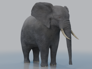 african elephant - loxodonta africana 3D मॉडल