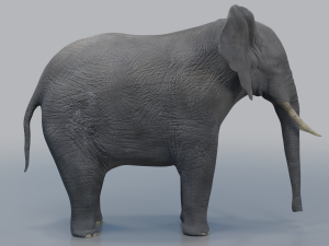 african elephant - loxodonta africana 3D मॉडल