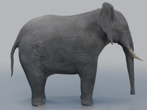 african elephant - loxodonta africana 3D Model