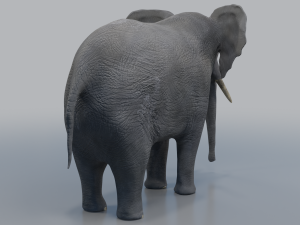 african elephant - loxodonta africana 3D मॉडल