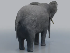 african elephant - loxodonta africana 3D Model