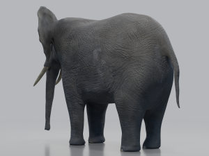 african elephant - loxodonta africana 3D मॉडल
