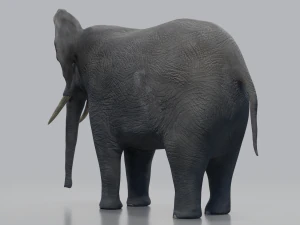 african elephant - loxodonta africana 3D Model