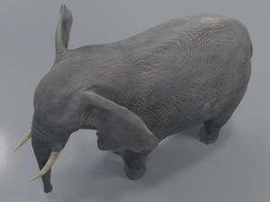 african elephant - loxodonta africana 3D मॉडल