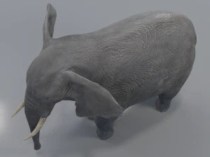 african elephant - loxodonta africana 3D Model