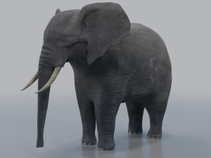 african elephant - loxodonta africana 3D मॉडल