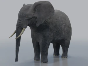 african elephant - loxodonta africana 3D Model
