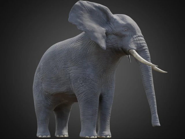 african elephant - loxodonta africana 3D Model .c4d .max .obj .3ds .fbx .stl .blend 