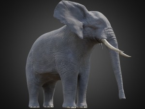 african elephant - loxodonta africana 3D Model