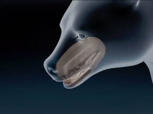 Black Bear Base Mesh Modelo 3D