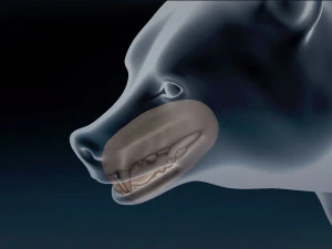 ヒグマベースメッシュ 3Dモデル