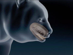 Giant Panda Base Mesh 3D 模型