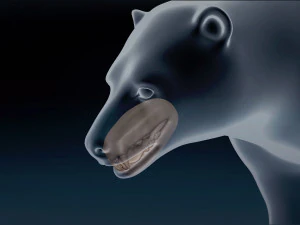 Malha Base Urso Polar Modelo 3D