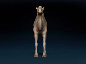 Bactrian Camel Base Mesh 3D Model