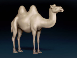 Bactrian Camel Base Mesh Model 3D