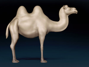Bactrian Camel Base Mesh Model 3D