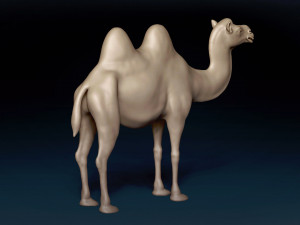 Bactrian Camel Base Mesh Model 3D