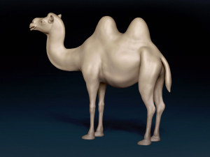 Bactrian Camel Base Mesh Model 3D