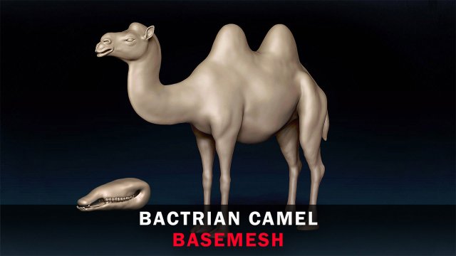 Bactrian Camel Base Mesh Model 3D .c4d .max .obj .3ds .fbx .stl .blend 