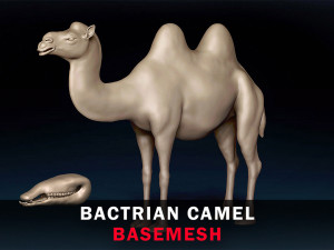 Bactrian Camel Base Mesh 3D Model