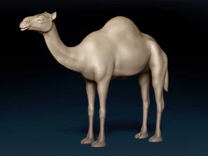 Camel Base Mesh 3D Model