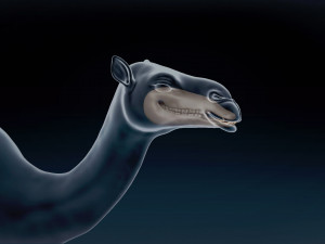 Camel Base Mesh 3D Model