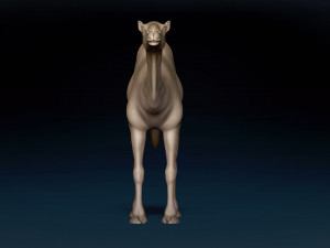 Camel Base Mesh 3D Model