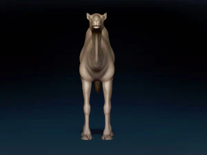 Camel Base Mesh 3D Model