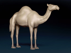 Camel Base Mesh 3D Model