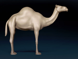 Camel Base Mesh 3D Model