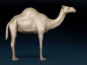 Camel Base Mesh 3D Model