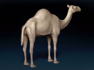 Camel Base Mesh 3D Model
