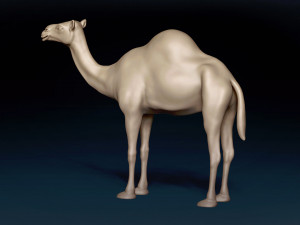 Camel Base Mesh 3D Model