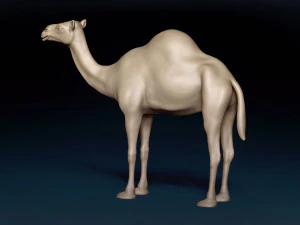 Camel Base Mesh 3D Model