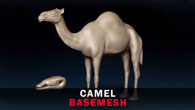 Camel Base Mesh 3D Model .c4d .max .obj .3ds .fbx .stl .blend 