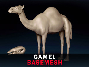 Camel Base Mesh 3D Model