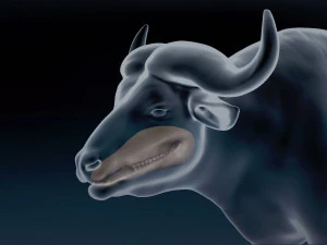 African Buffalo Base Mesh 3D Model