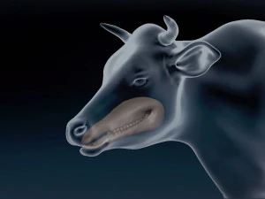 Cow Base Mesh 3D Model